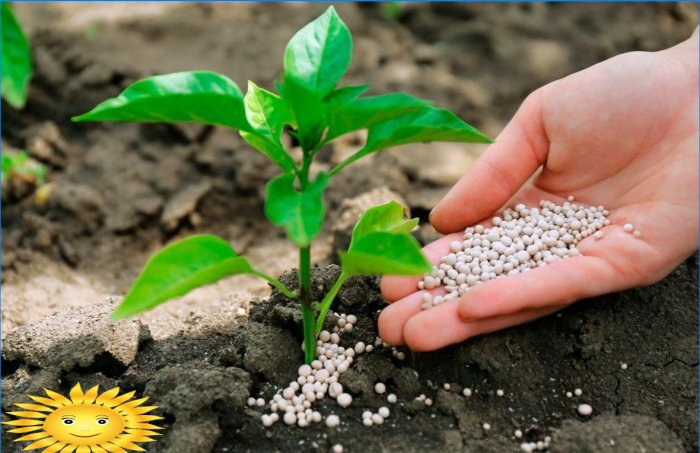 5 règles pour entretenir un jardin et un potager sous la chaleur