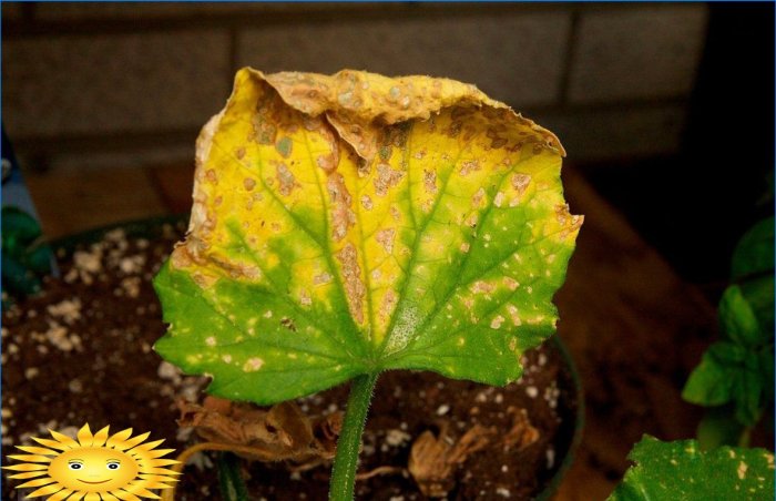 5 règles pour entretenir un jardin et un potager sous la chaleur