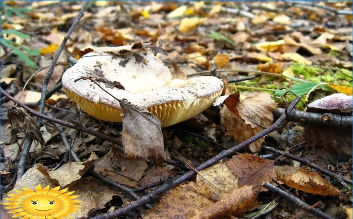 Agriculture biologique: arrêtez de broyer le sol en creusant et en désherbant