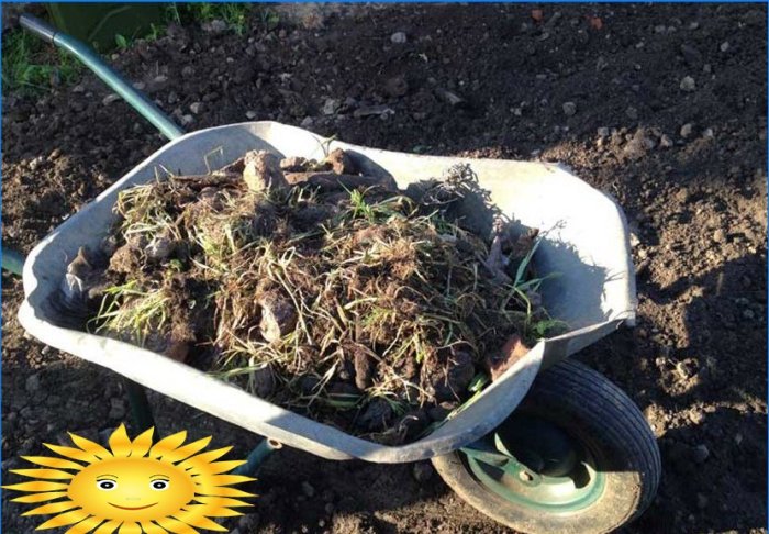 Appareil à gazon: sélection des graines de gazon, plantation, entretien