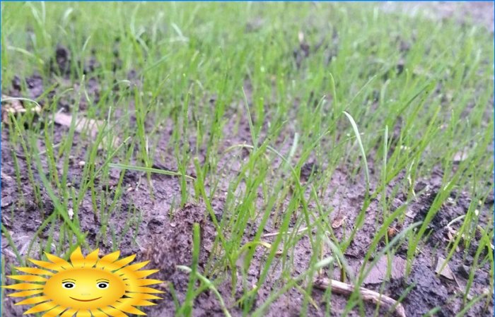 Appareil à gazon: sélection des graines de gazon, plantation, entretien