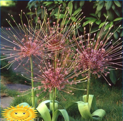Arc de Schubert ornemental (Allium Schubertii)