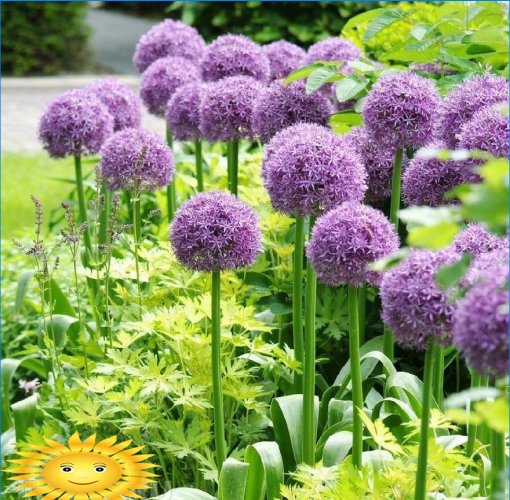 Gladiateur d'allium