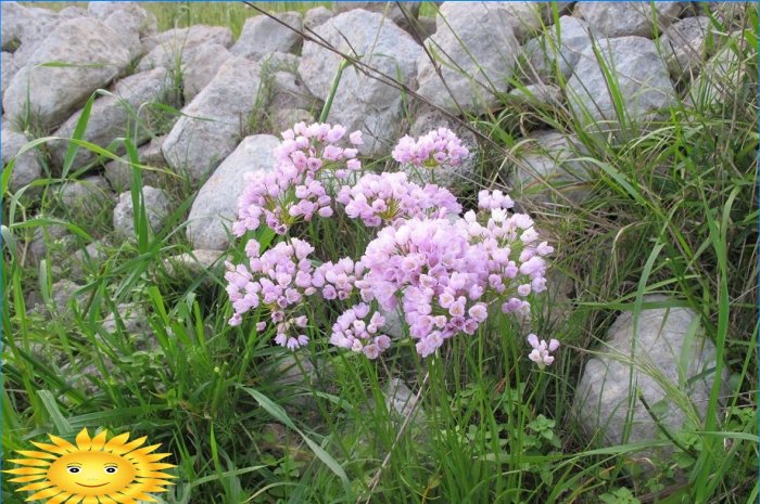 Oignon rose (Allium roseum)