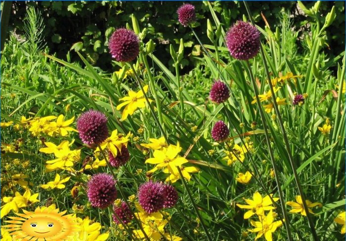 Noeud décoratif sur un parterre de fleurs