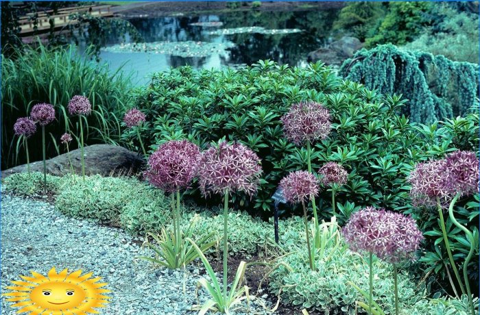 Oignon de Christof (lat. Allium cristophii)