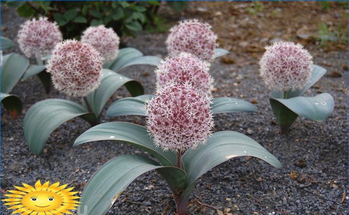 Oignon de Karatavian (lat. Allium karataviense)