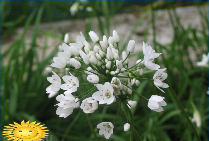 Oignon napolitain décoratif (Allium neapolitanum)