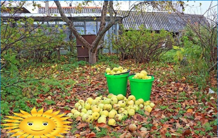 Comment bien récolter et conserver les pommes