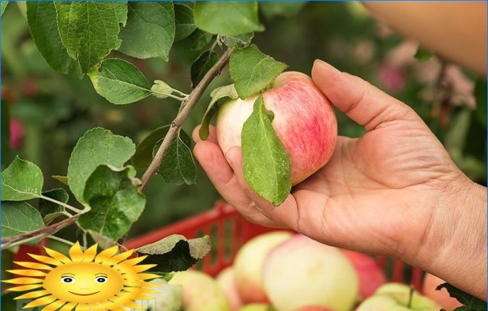 Comment bien récolter et conserver les pommes