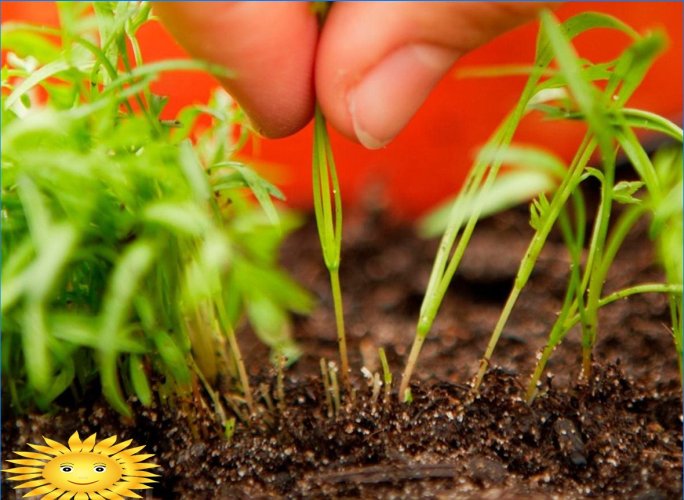 Cultiver des carottes en plein champ: plantation et entretien