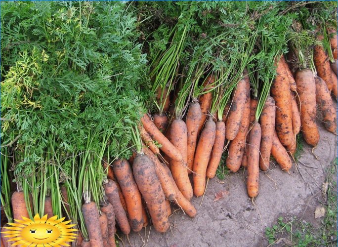 Cultiver des carottes en plein champ: plantation et entretien
