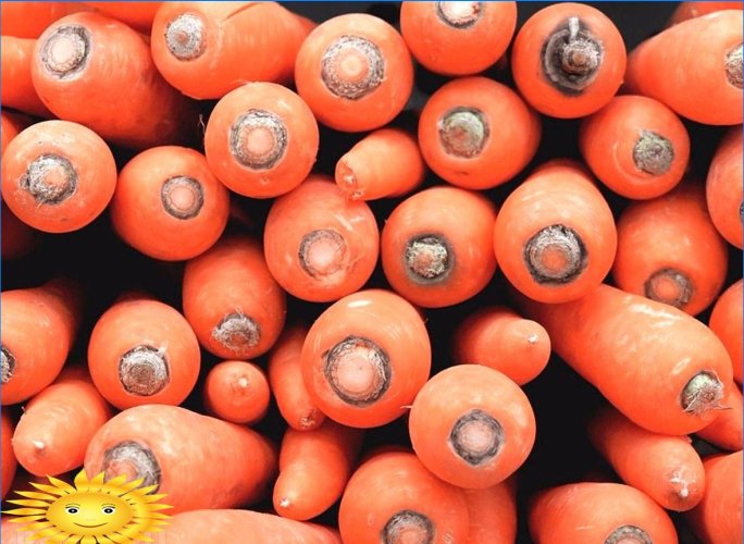 Cultiver des carottes en plein champ: plantation et entretien