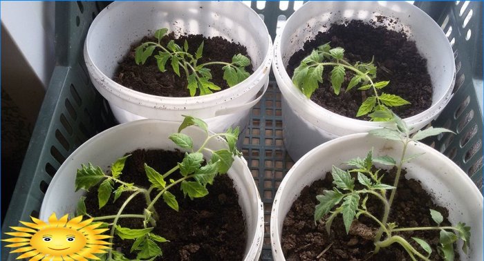 Cultiver des plants de tomates selon la méthode chinoise