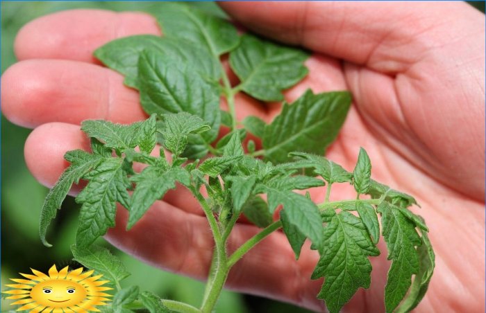 Cultiver des plants de tomates selon la méthode chinoise