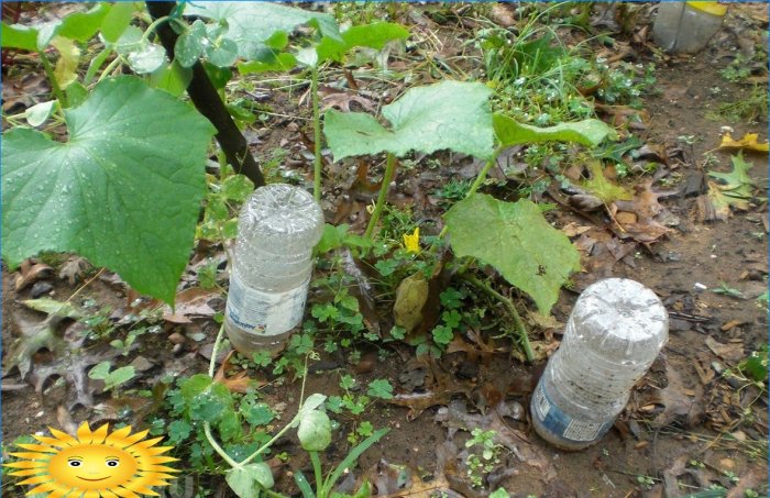 Irrigation goutte à goutte avec des bouteilles en plastique