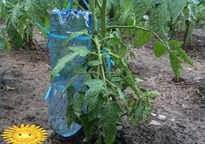 Irrigation goutte à goutte avec des bouteilles en plastique