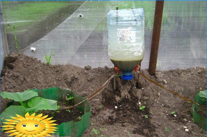 Irrigation goutte à goutte avec des bouteilles en plastique