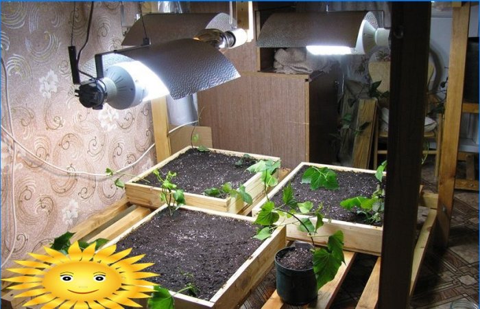 Lampes pour semis de plantes: un aperçu, des conseils pour choisir