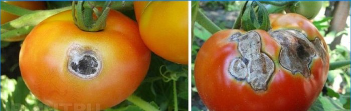 Pourriture grise sur les tomates