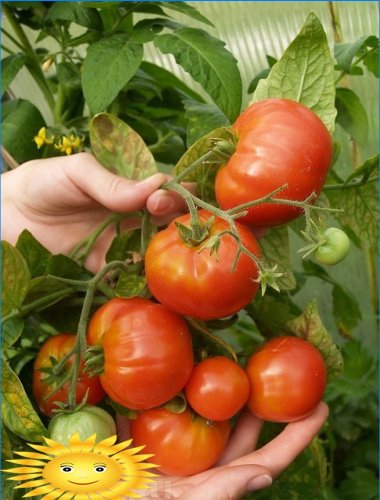 Maladies des tomates