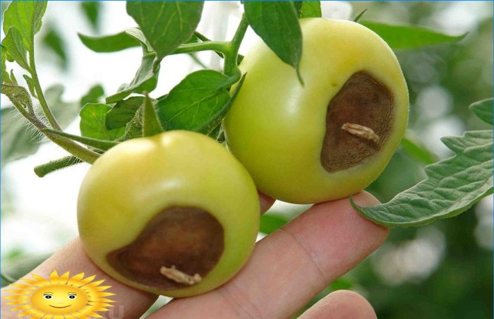 Pourriture supérieure sur les tomates