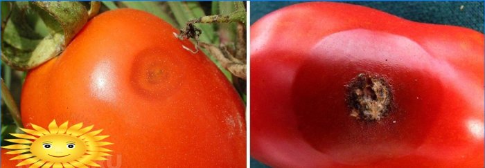 Anthracnose sur les fruits de la tomate