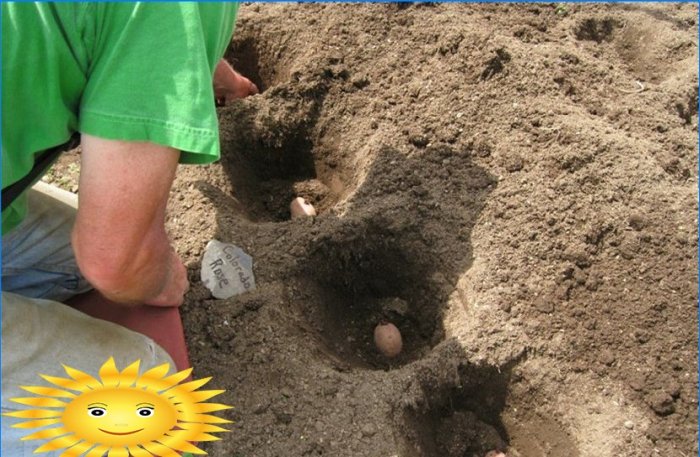 Planter des pommes de terre: planter des pommes de terre sous la paille