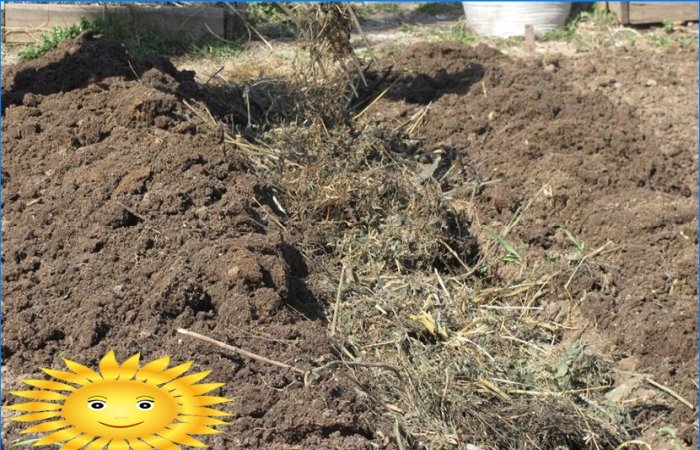 Planter des pommes de terre: planter des pommes de terre sous la paille