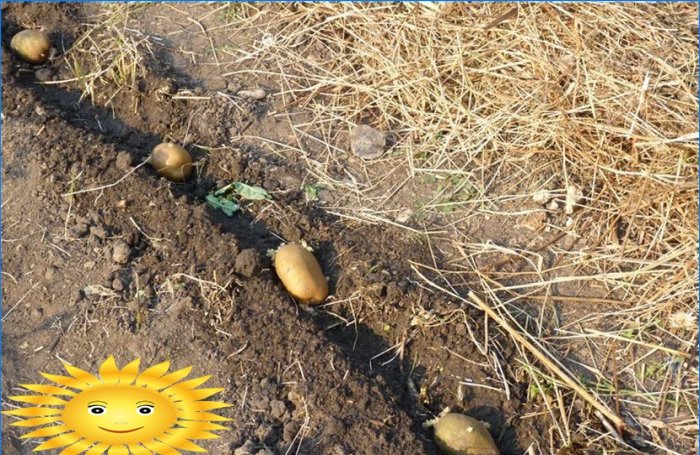 Planter des pommes de terre: planter des pommes de terre sous la paille