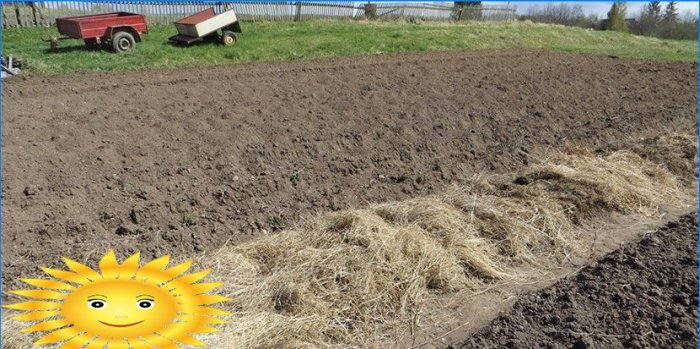 Planter des pommes de terre: planter des pommes de terre sous la paille