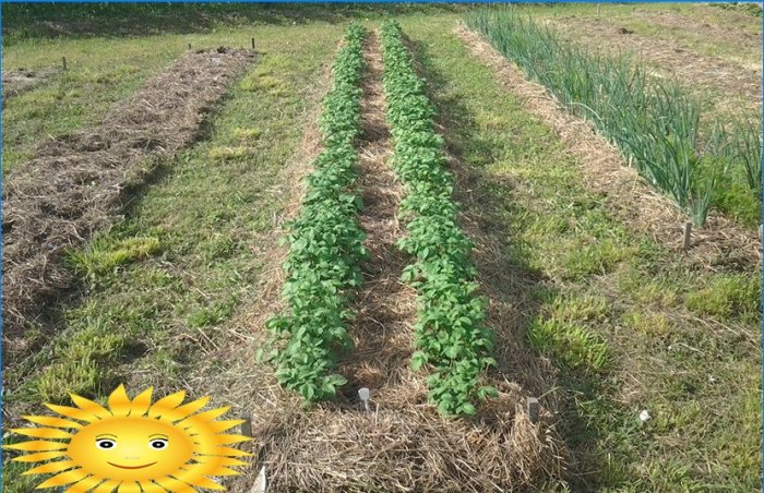 Planter des pommes de terre: planter des pommes de terre sous la paille