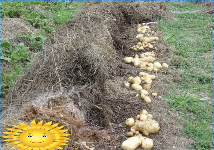 Planter des pommes de terre: planter des pommes de terre sous la paille