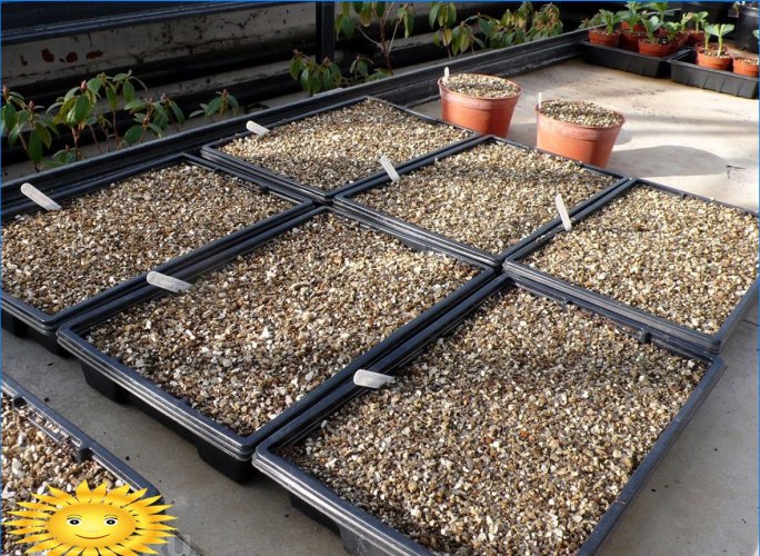 Agrovermiculite pour les plantes