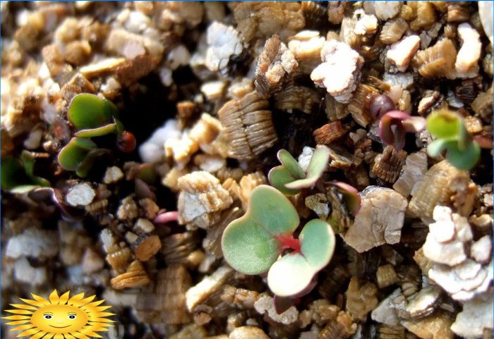 Germination des graines dans la vermiculite