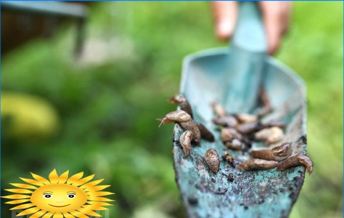 7 façons de se débarrasser des limaces et des escargots dans le jardin