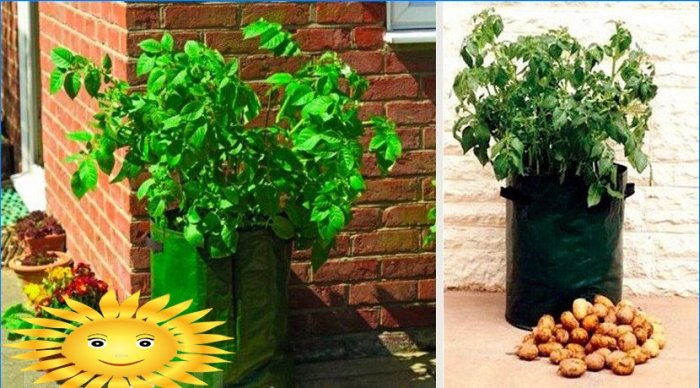 8 façons de cultiver des pommes de terre sans creuser dans votre jardin