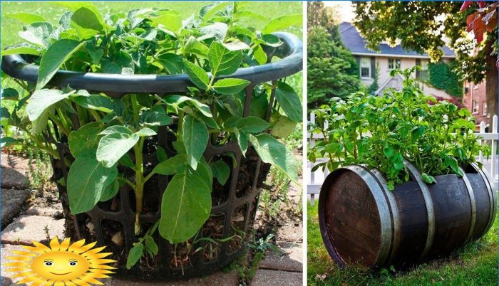 8 façons de cultiver des pommes de terre sans creuser dans votre jardin
