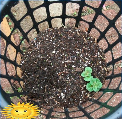 8 façons de cultiver des pommes de terre sans creuser dans votre jardin
