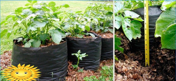 8 façons de cultiver des pommes de terre sans creuser dans votre jardin