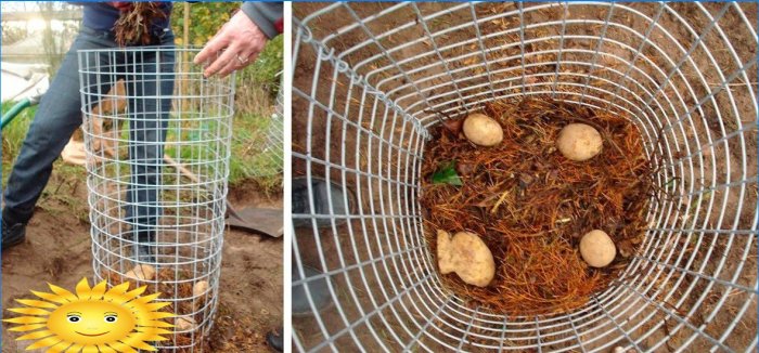 8 façons de cultiver des pommes de terre sans creuser dans votre jardin