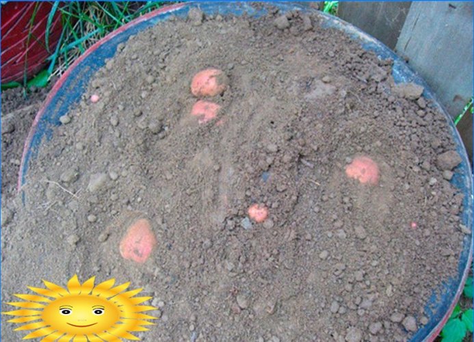 8 façons de cultiver des pommes de terre sans creuser dans votre jardin