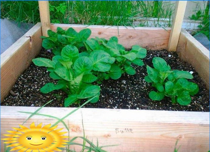 8 façons de cultiver des pommes de terre sans creuser dans votre jardin