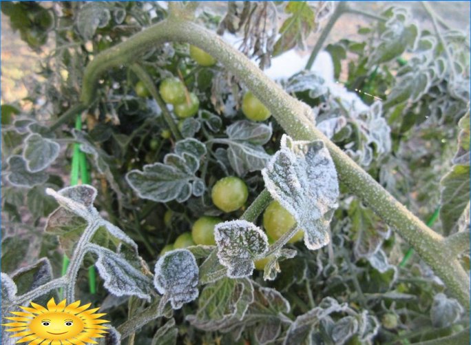 Comment sauver les semis des gelées tardives