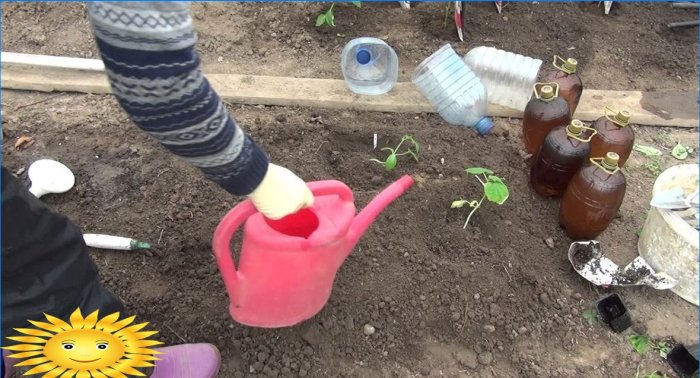 Comment sauver les semis des gelées tardives