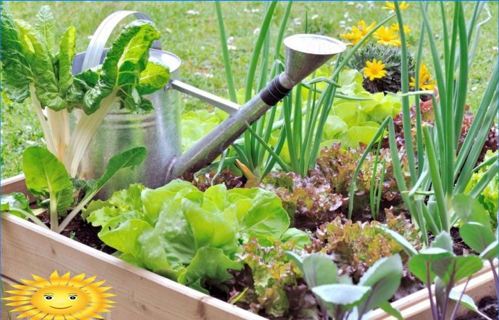 Entretien du jardin: comment préserver les cultures en cas de chaleur et de sécheresse