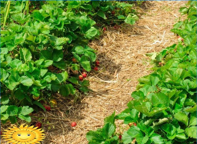 Entretien du jardin: comment préserver les cultures en cas de chaleur et de sécheresse