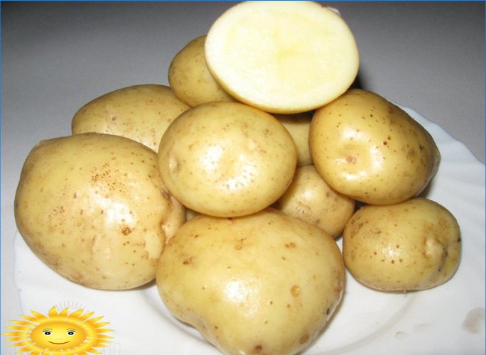 Pommes de terre Adretta