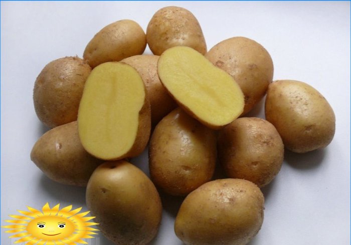 Pommes de terre Nevsky