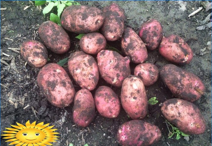 Pommes de terre rouges écarlates